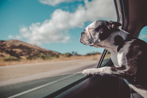 Boston Terrier inside a vehicle