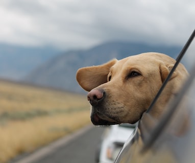selective focus photography of Labrador in vehicle