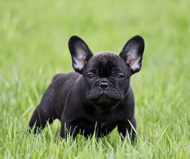 short-coated black dog on green grass field