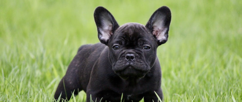 short-coated black dog on green grass field
