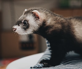 black and grey otter animal