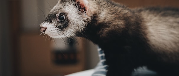 black and grey otter animal