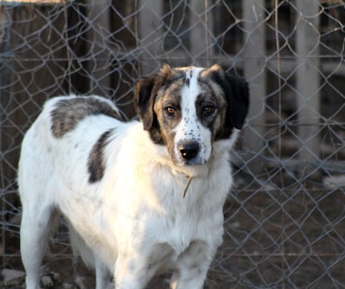 white and brown short coated dog standing on brown field during daytime