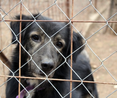 black short coat large dog