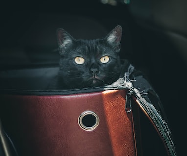 black cat in red leather bag