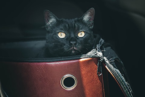 black cat in red leather bag