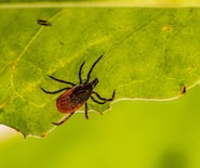 brown spider on green leaf