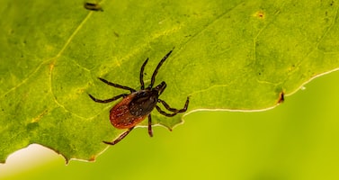 brown spider on green leaf