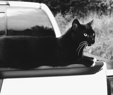 black cat in car window