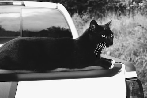 black cat in car window