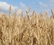 a field of wheat
