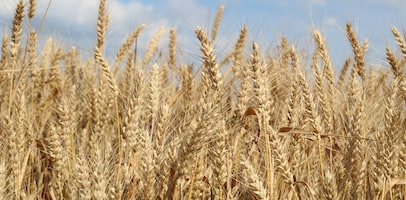 a field of wheat